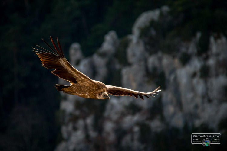 photo vautour fauve rougon verdon